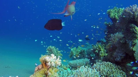 Underwater Scene Colorful World Stock Footage
