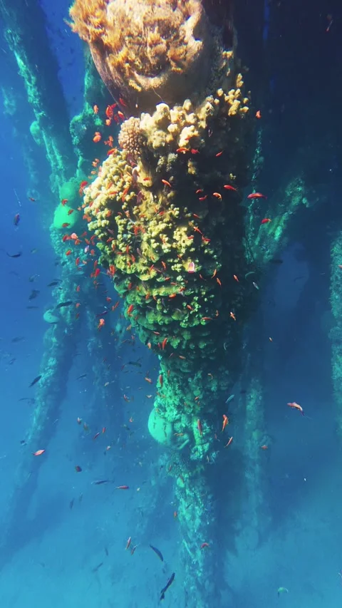 Underwater Scene Of Coral Reef in Red Sea In Aqaba Jordan, Vertical Shot Stock Footage 332095897