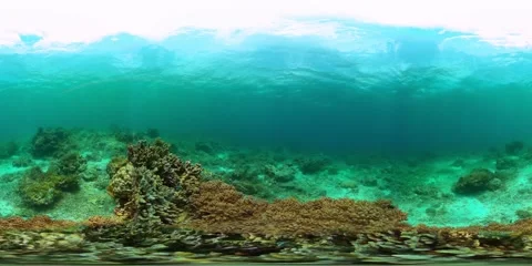 Underwater scene with corals and fish. Stock Footage 267847668