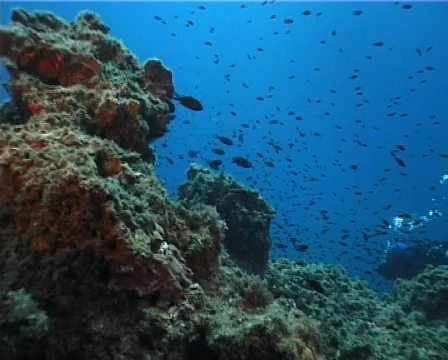 Underwater scene (D196) 動画素材 148343