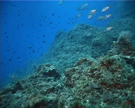 Underwater scene (D204) 動画素材 150553