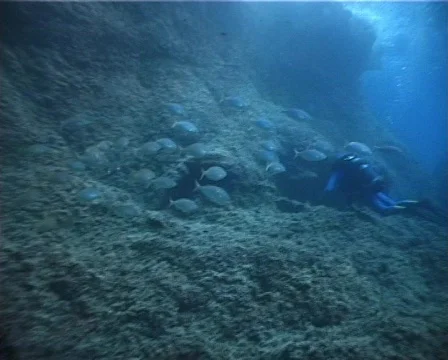 Underwater scene (D206) 動画素材 148347