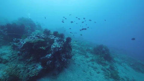 Underwater scene in the deep sea with different type of fishes,corals and plants Stock Footage 126385695