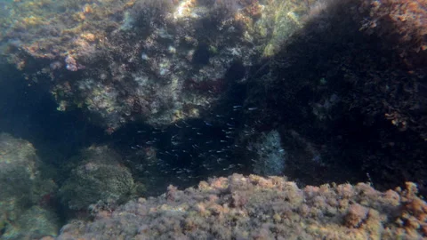 Underwater scene depicting algae-covered rocks providing habitat for a school of Stock Footage 339822182