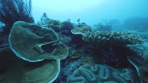 Underwater scene with different type corals in the ocean. Stock Footage 123810165