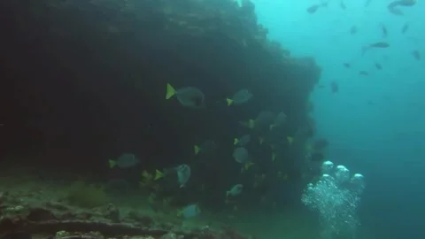 Underwater Scene: Diver Observing Fish School near Reef Structure 動画素材 310324234