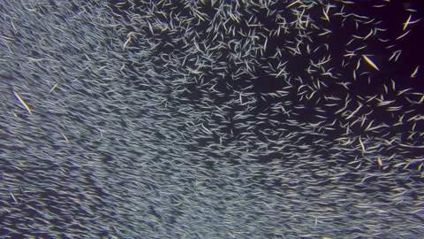 Underwater scene featuring a large school of colorful fish swimming Stock Footage 344095272