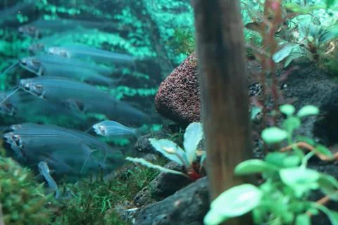 Underwater scene featuring a school of transparent glass catfish swimming Stock Photos