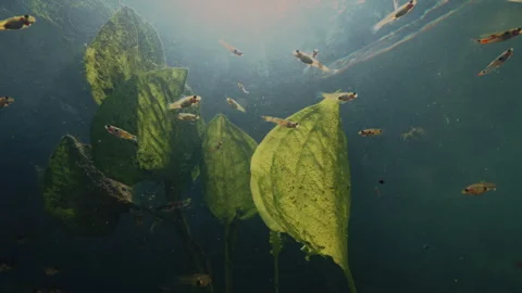Underwater scene featuring small fish Stock-Footage 283639768