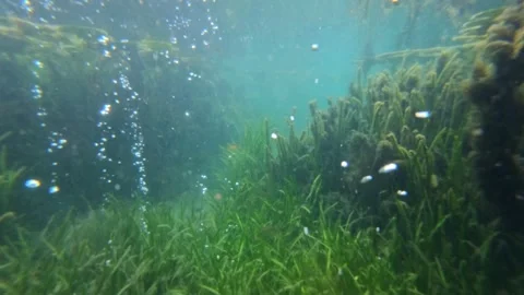 Underwater Scene with Fish and Bubbles in Clear Freshwater 스톡 동영상 311152192