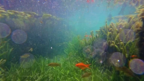 Underwater Scene with Fish and Bubbles in Clear Freshwater Video stock 311162469