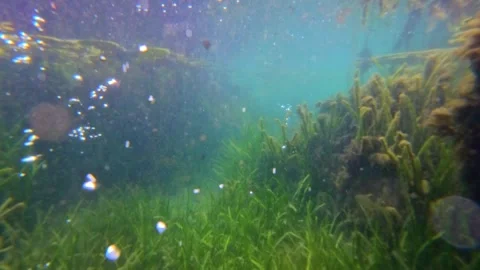 Underwater Scene with Fish and Bubbles 스톡 동영상 311162684
