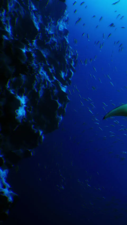 Underwater scene with fish and rocks in deep ocean water Stock Footage 339044185