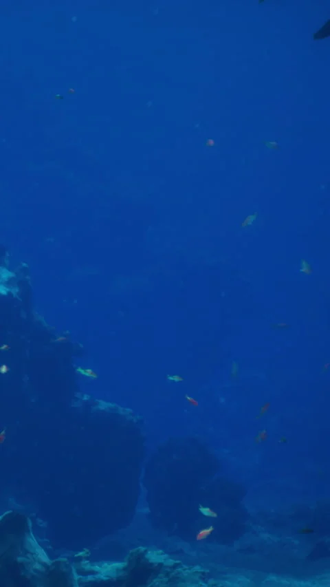 Underwater scene with fish and rocks in a deep blue ocean Stock Footage 341260936