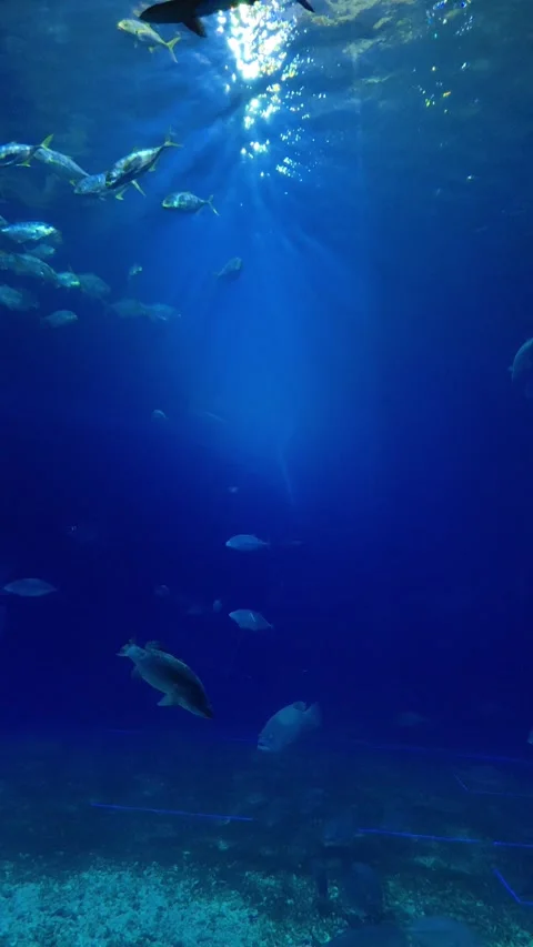 Underwater scene with fish and stingrays swimming in blue water. vertical. Stock Footage 336189947