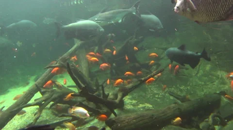 Underwater Scene With Fish Stock Footage 37087586