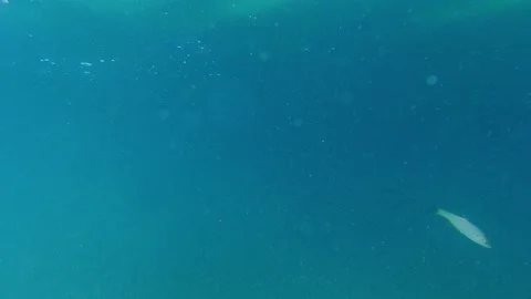 Underwater scene with floating particles and plankton Stock Footage 228623146