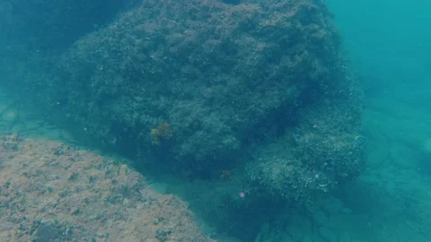 Underwater scene with floating particles and plankton Stock Footage 228625620