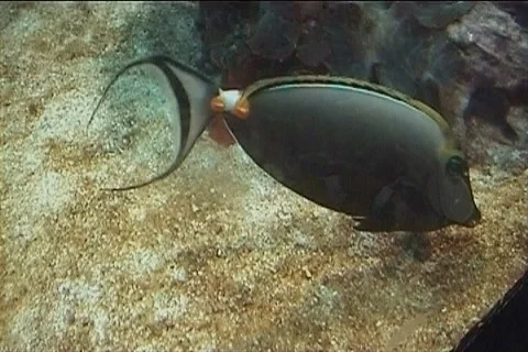 Underwater scene Video stock 102294