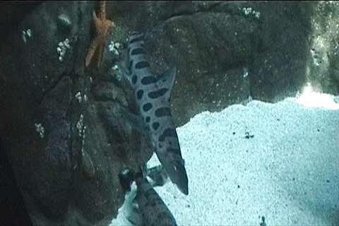 Underwater scene Stock Footage 102898