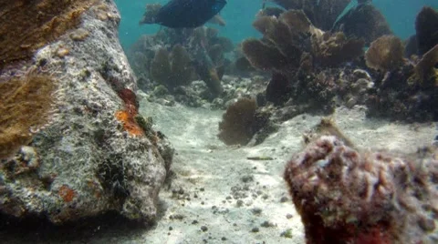 Underwater Scene Stock Footage 7754942