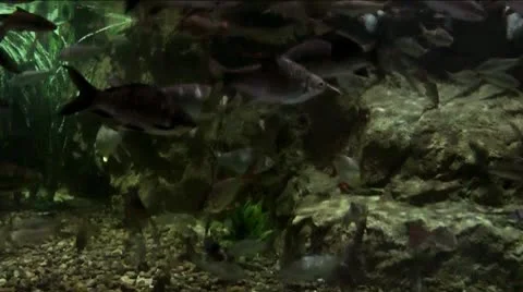 Underwater scene Stock Footage 10560258