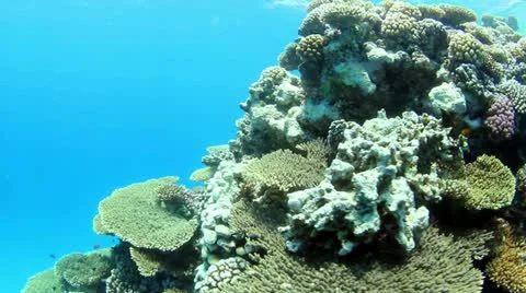 Underwater scene Stock Footage