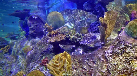 Underwater scene Stock Footage 24704789