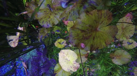 Underwater scene Stock Footage 48225106
