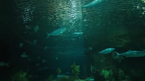 Underwater Scene Stock Footage 48626444