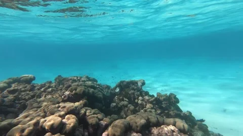 Underwater scene Video stock 186498008
