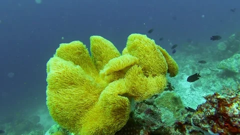 Underwater scene Stock Footage 257047060