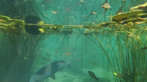 Underwater scene Stock Footage 310656706