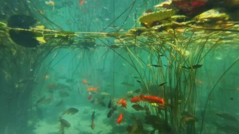 Underwater scene Stock Footage 310656723