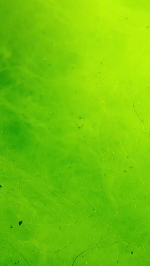 Underwater scene of green algae, fluffy carpet woven from finest threads of Stock Footage 336850123