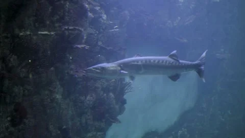 Underwater Scene With Large Fish Gliding Near Coral Reef In An Aquarium Tank 스톡 동영상 329764130