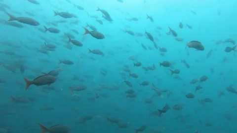Underwater Scene of a Large School of Fish Swimming Stock-Footage 310216918