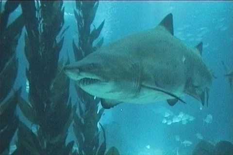 Underwater scene with large shark Stock Footage 102881