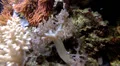 Underwater scene with little bass and corals HD Footage