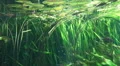 Underwater scene with lotus plants and tropic fishes HD Footage