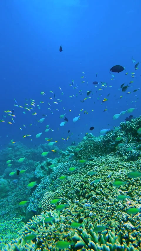 Underwater scene in the Maldives with a diverse array of colorful fish swimming Vídeo Stock 306169020