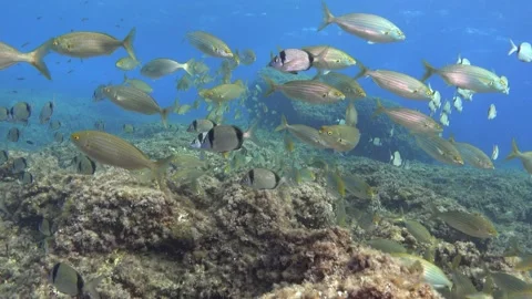 Underwater scene - Mediterranean Sea bream fish ando gold banded fish shoals Stock Footage