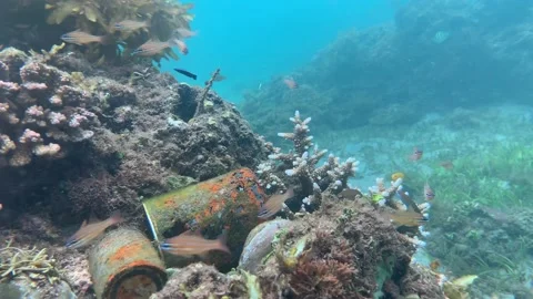 Underwater scene: Old rusty cans lying on the corals under the sea with fishes. Stock Footage 134505567