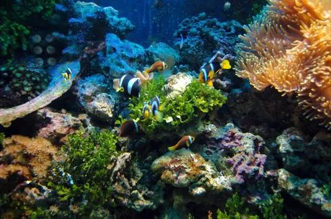 Underwater scene Stock-Fotos