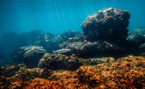 Underwater Scene Stock Photos