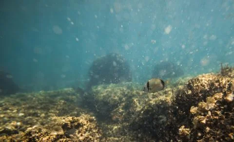 Underwater Scene Stock Photos