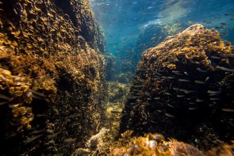 Underwater Scene Stock Photos