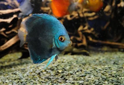 Underwater scene Stock Photos