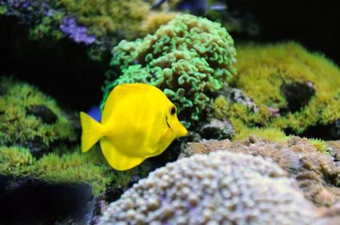 Underwater scene Foto stock