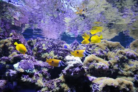 Underwater scene Foto stock